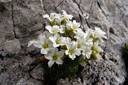 53 Sassifraga di Vandelli (Saxifraga Vandellii)